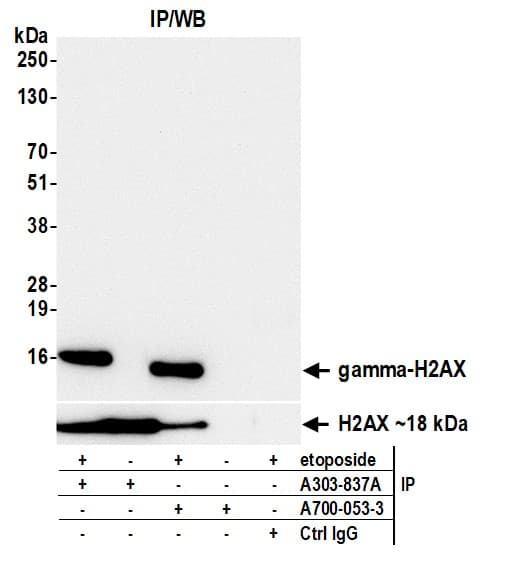 Rabbit anti-gamma-H2AX Recombinant Monoclonal Antibody [BLR053F]