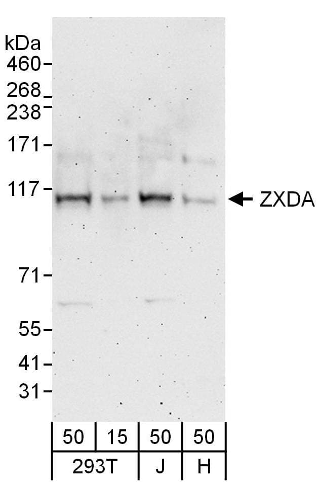 Rabbit anti-ZXDA Antibody