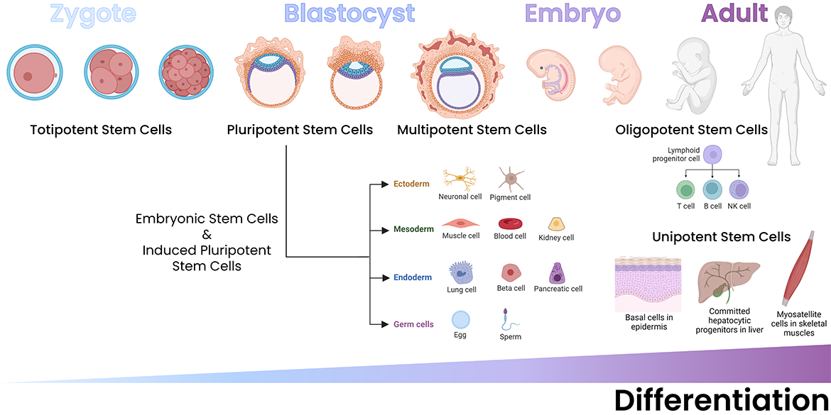 Stem cells become more differentiated as an organism matures. Stem cell differentiation is an ongoing process from the zygote to the adult phase. At the zygote state, totipotent stem cells exist that can differentiate into any cell type. At the blastocyst stage, pluripotent stem cells and multipotent stem cells can differentiate into cells of a specific tissue type. Adults have oligopotent stem cells, such as the lymphoid progenitor cells of the immune system, and unipotent stem cells, which repopulate specific cell types.